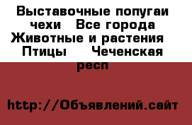 Выставочные попугаи чехи - Все города Животные и растения » Птицы   . Чеченская респ.